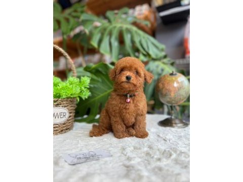 Littlepaws farkıyla orjinal red toypoodle