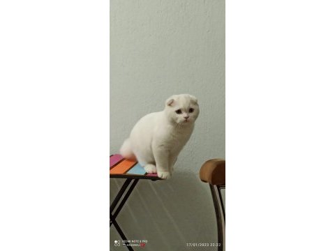 Scottish fold beyaz kedimiz