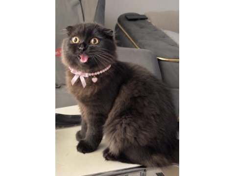 Dark chocolate scottish fold