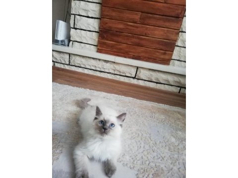 Safkan full şecereli anne babadan ragdoll erkek yavrumuz
