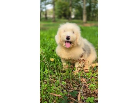 Muhteşem zeki ve güzellikte merle doodle yavrumuz