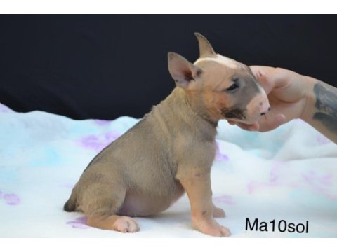 A class şecereli bull terrier türkiye şampiyonu çocukları