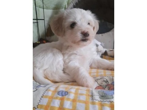 2 aylık erkek yavru maltese