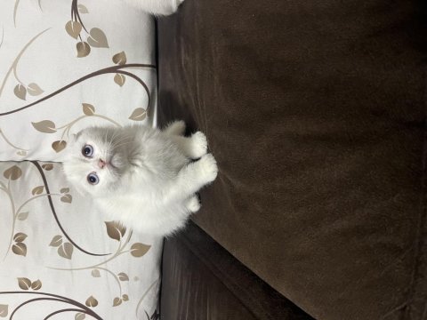Scottish fold yavruları