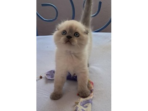 Scottish fold point erkek