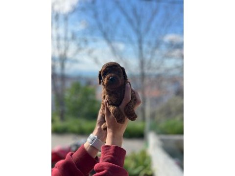 Erkek toy poodle