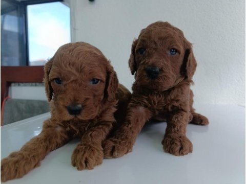 En yakışıklı yavru poodle köpekler