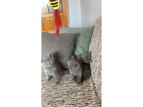 British shorthair kedisi