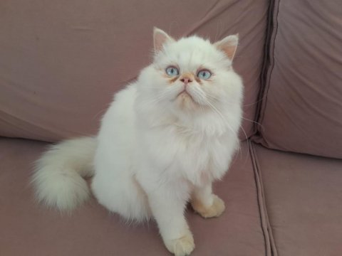 Kar beyaz prens iran kedisi