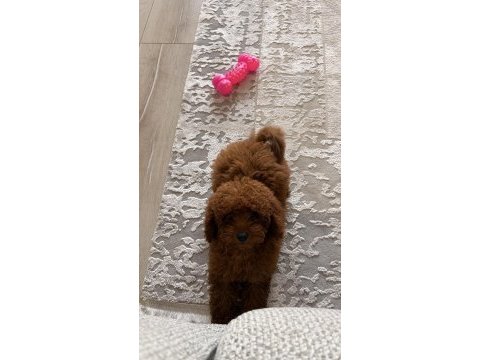 3 aylık toy poodle dişi kore