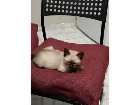 İki aylık siyam kedisi