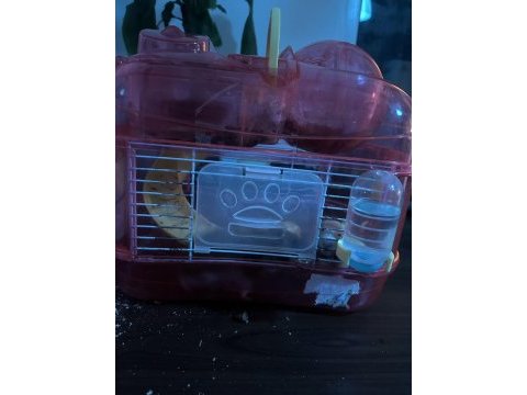 2 hamster ve 1 kafes