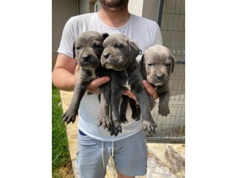 Cane corso yavrular