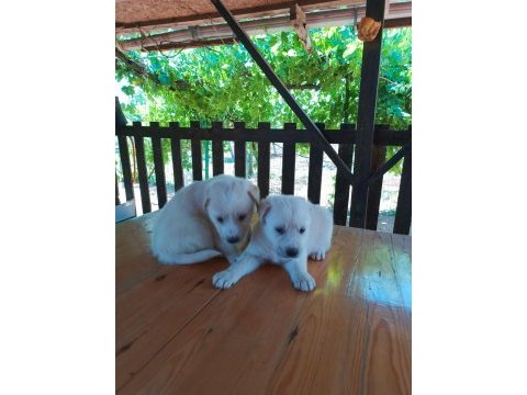 Minik golden retriever yavrular