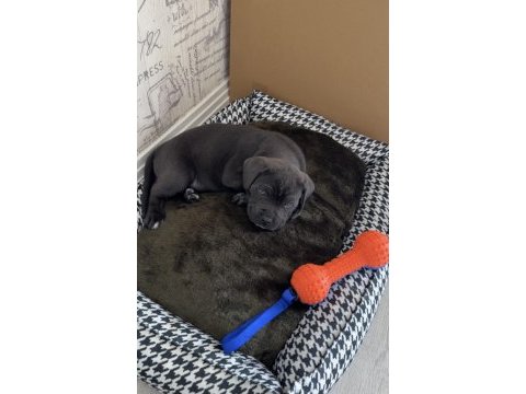 40 günlük şecereli cane corso