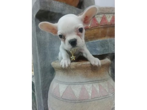 French bulldog köpeğimiz