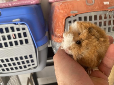 Guinea pigler