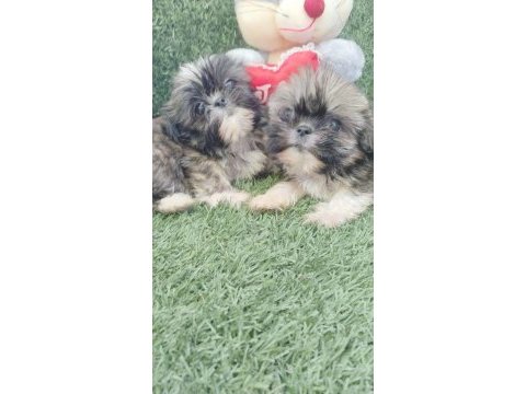 45 günlük shih tzu