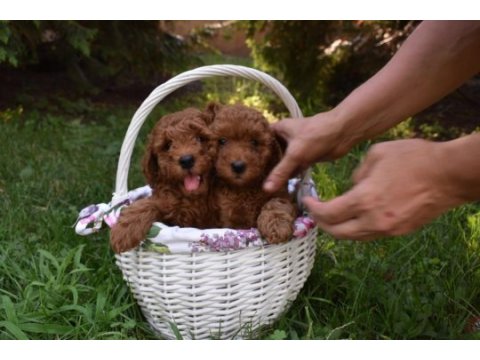 Boy ve kg ram garantili aşılı pasaportlu toy poodle 