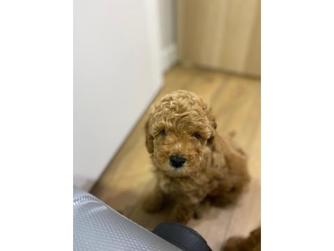 Kendi toy poodle yavrularımız dişi - erkek