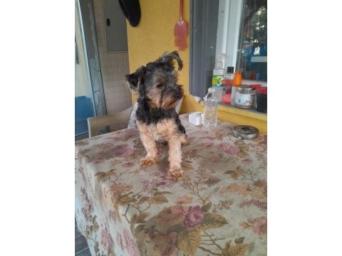 4 aylık yorkshire terrier
