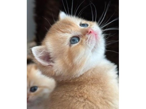 Safkan şecereli golden ny25 british shorthair