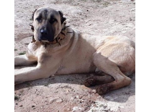 Orjinal sivas kangal yavruları