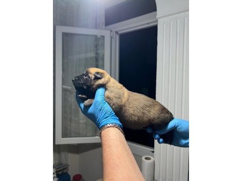 Şecere belgeli a kalite malinois yavruları