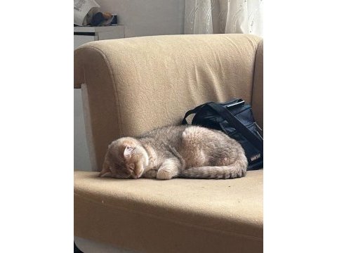 Aciliyetten sahiplendirilecek british shorthair