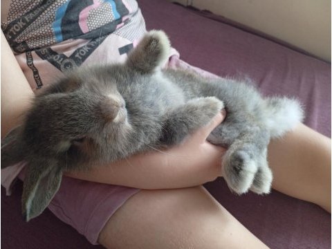 Lop tavşanımız