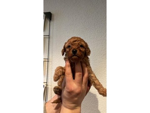 A kalite toy poodle yavrular