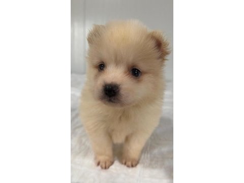 Erkek pomeranian yakışıklı mı yakışıklı