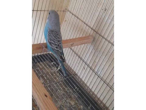 2 aylık genç maviş dişi muhabbet kuşu