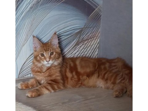Maine coon erkek üst kaliteli
