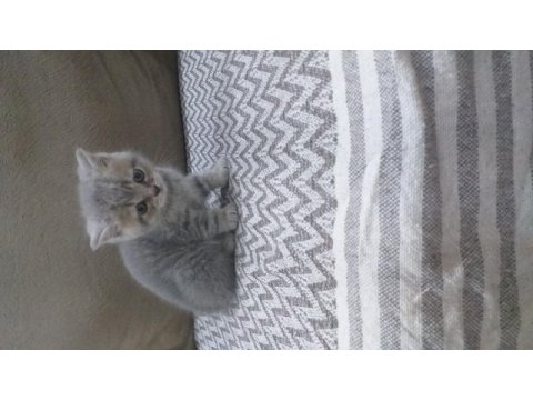 British shorthair kedisi