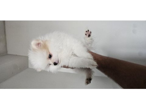 2 aylık dişi pomeranian