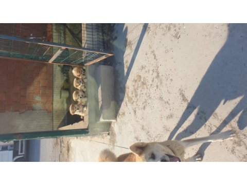 Anne baba has japon akita inu