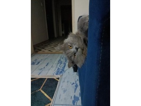 Dişi 2 yaşında british longhair