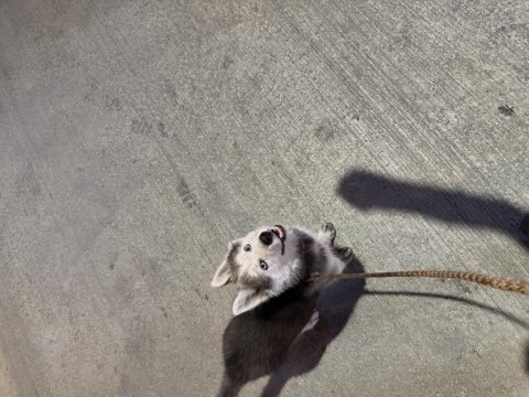 4 aylık yavru husky