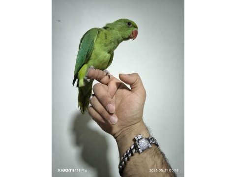 Bebek pakistan papağanı yavrusu