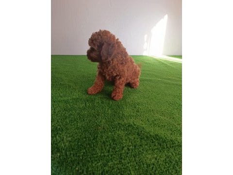 Poodle bebeklerimiz yeni ailelerine gitmeye hazırlar