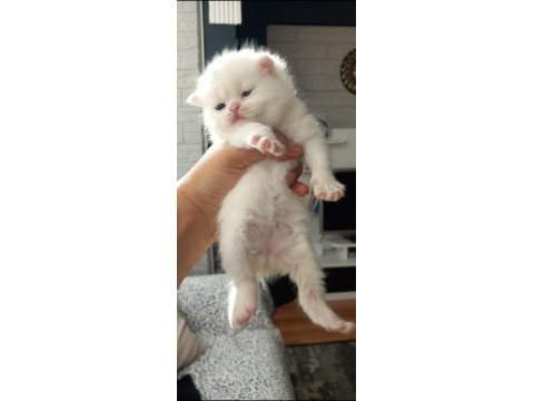 Kaliteli british shorthair yavrular