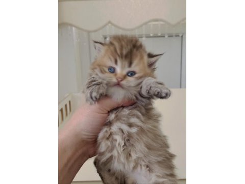 British longhair dişi