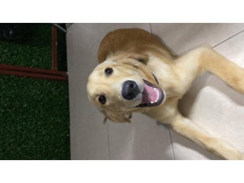Golden retriever dişi aşıları tam