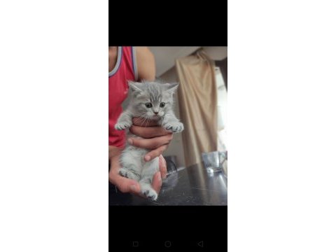 British shorthair kedisi
