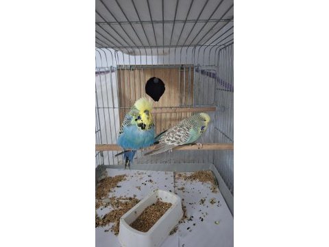 Show jumbo muhabbet kuşu
