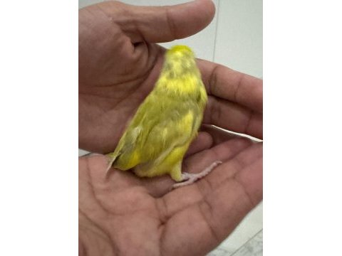 Yeme yeni düşen forpus yavrular kalite