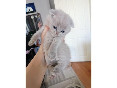 Scottish fold yavru antalya