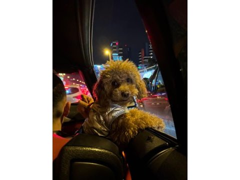 Toy poodle 1 yaşında