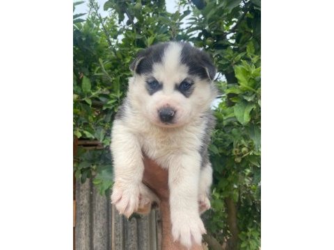 Sibirya husky yavrularımız